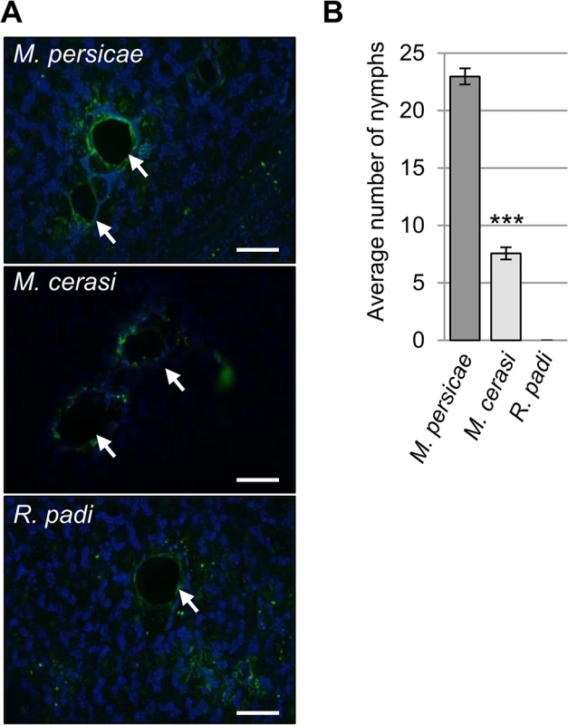 Aphid probing during host and non-host interactions.