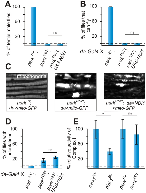 Ndi1p does not rescue <i>parkin</i> mutants.