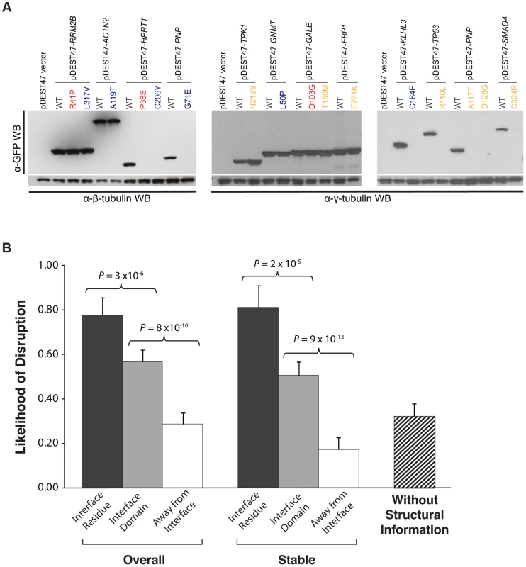 Effect of disease mutations on protein stability and protein-protein interactions.