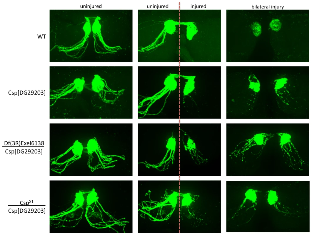 Detailed genetic analysis confirms DNAJC5/CSP as a robust regulator of axo-synaptic degeneration <i>in vivo.</i>