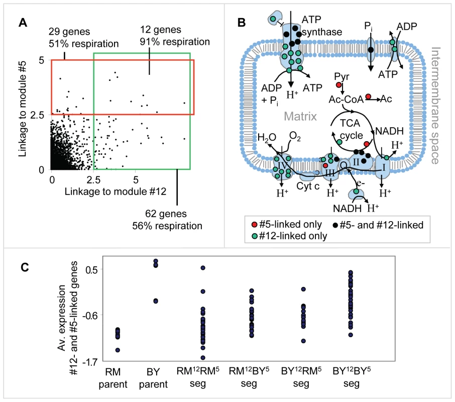 Genetic interactions between the respiration modules.