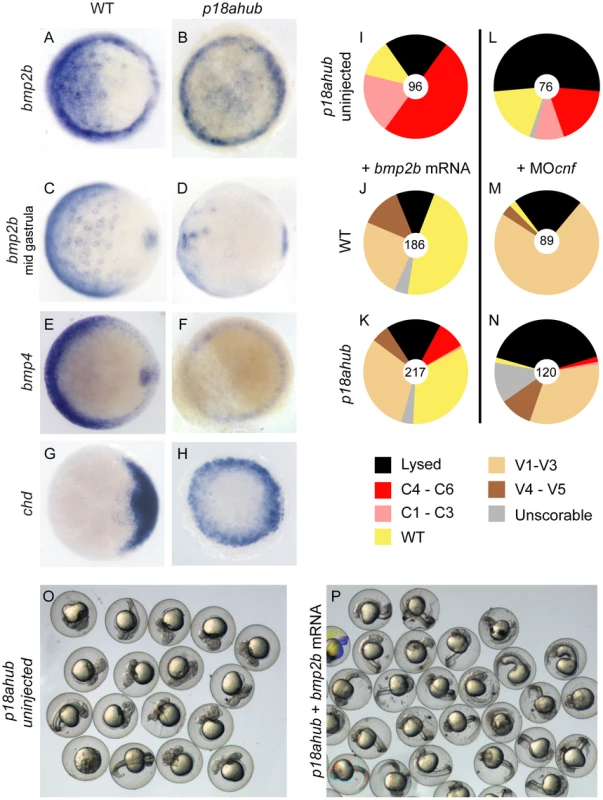 Reduced <i>bmp</i> expression but intact BMP signal transduction in <i>p18ahub</i> mutants.