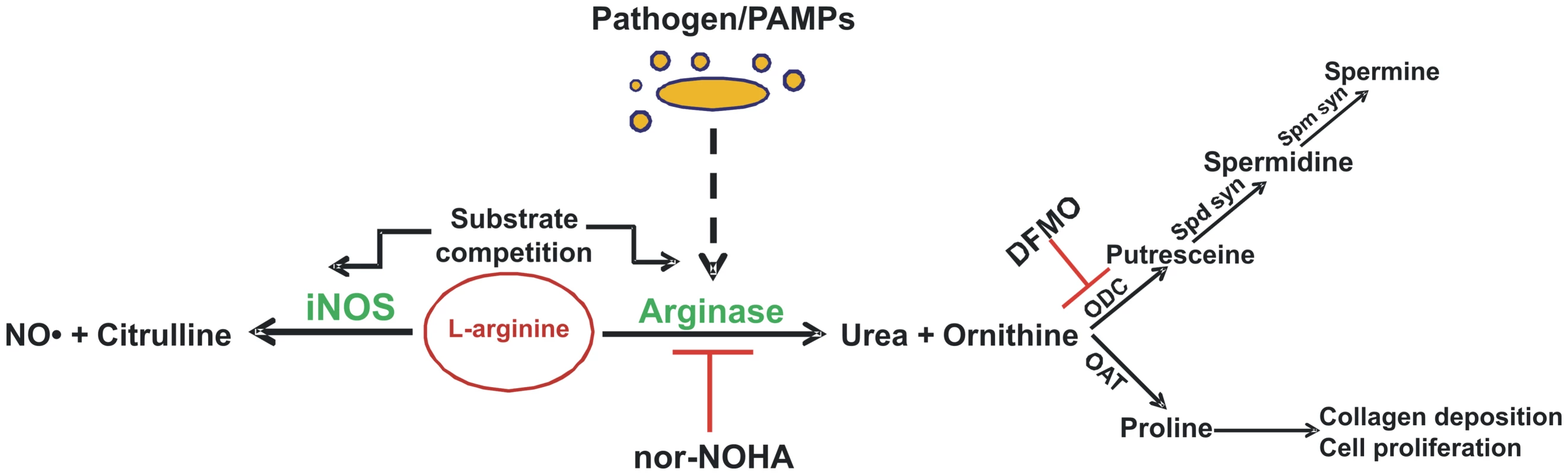 Overview of mammalian arginine metabolism.