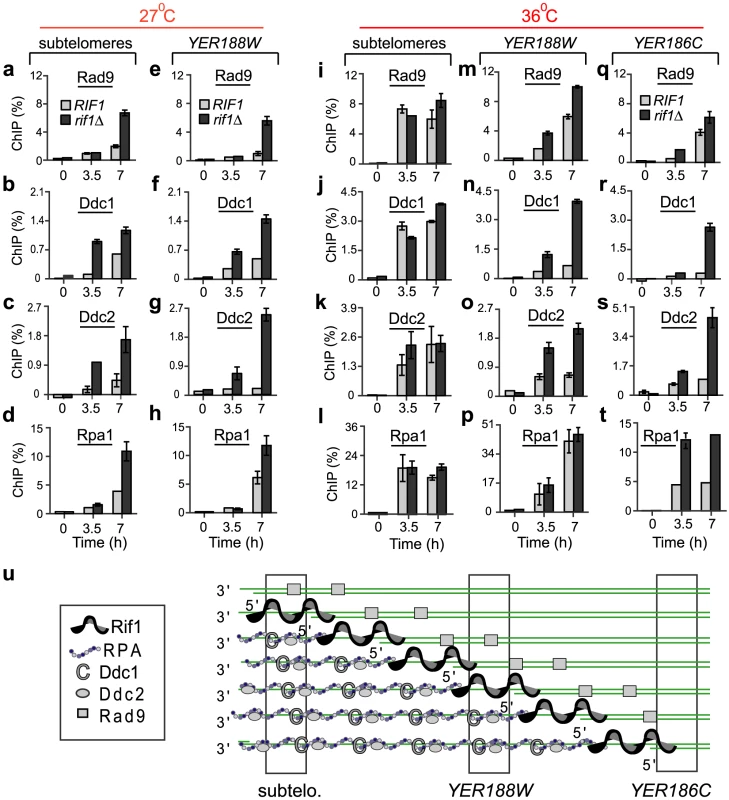 Rif1 inhibits the recruitment of checkpoint proteins and Rpa1 to sub-telomeres and single gene loci.