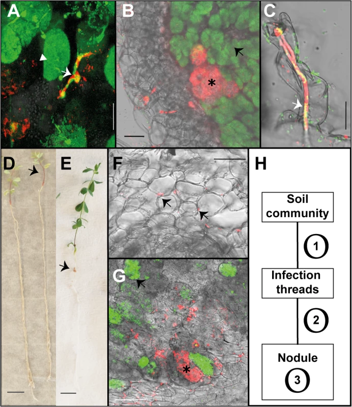 Endophytic colonisation of <i>Lotus japonicus</i> roots and nodules by <i>R</i>. <i>mesosinicum</i> KAW12.