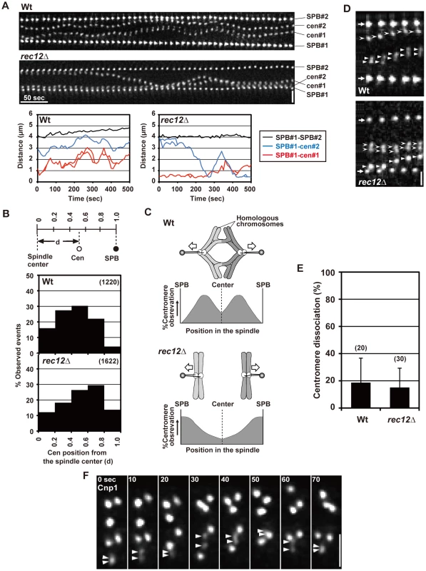 Pre-anaphase centromere dynamics during meiosis I in wild-type and <i>rec12</i> mutant cells.