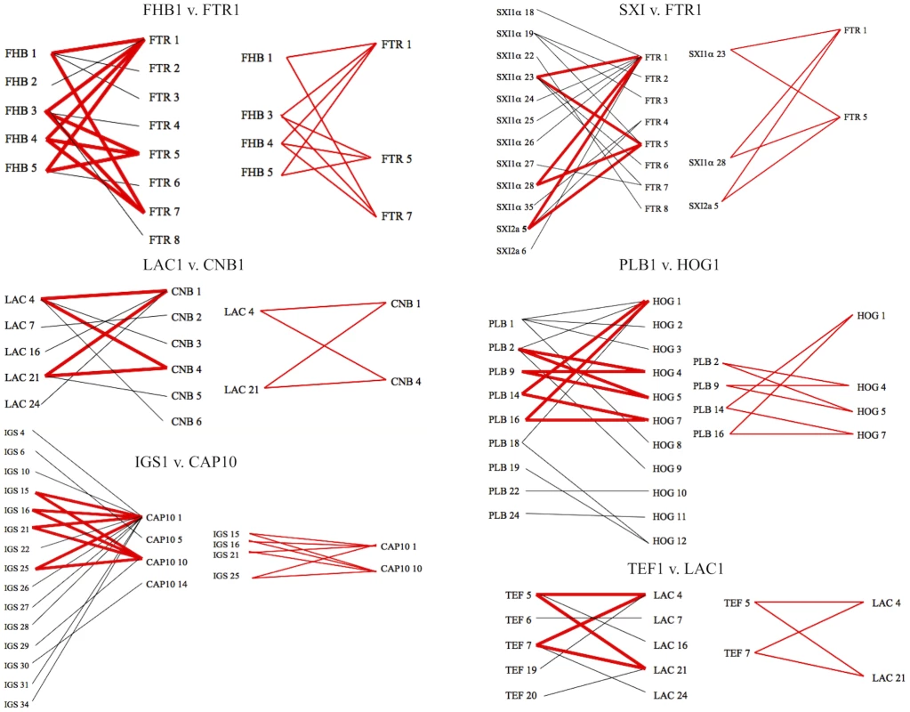 Evidence for recombination within the VGII molecular type.