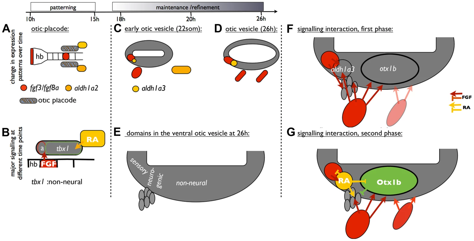 A model of ventral otic patterning in the zebrafish.
