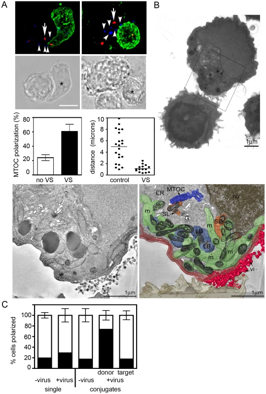 The HIV VS has a regulated secretion phenotype.