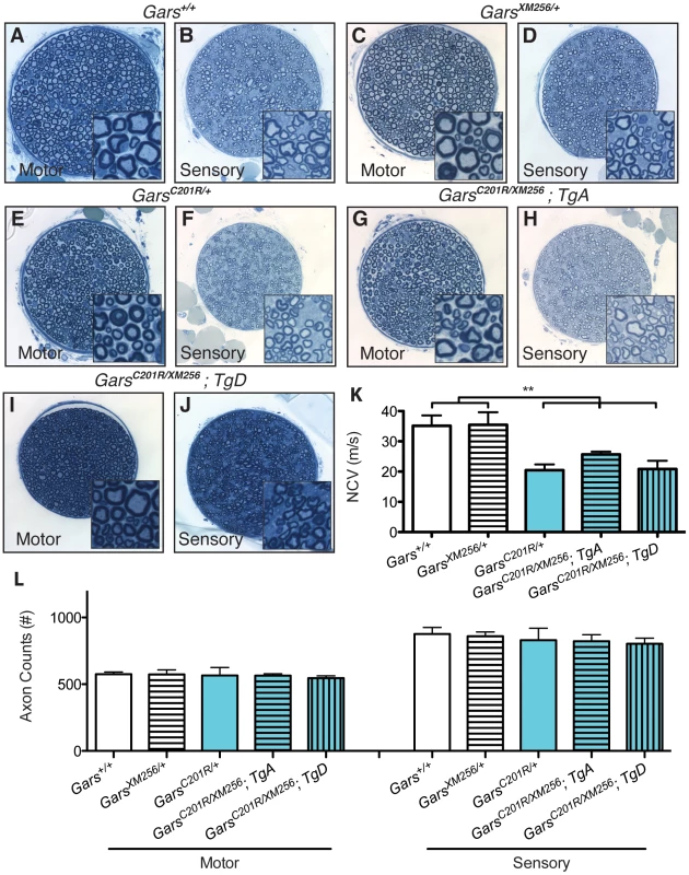 Transgenes A and D restore viability to <i>C201R/XM256</i> mice.