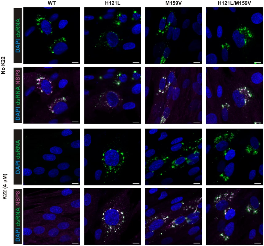 K22 affects formation of coronavirus replication complex in cells.