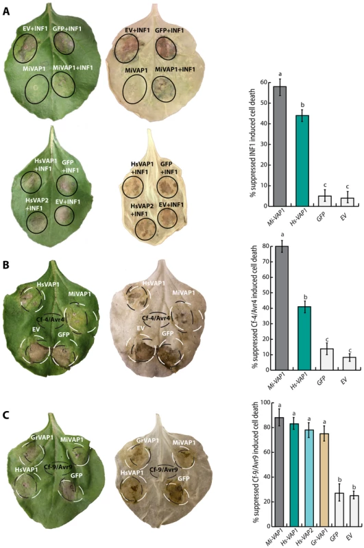 Ectopic venom allergen-like proteins from cyst and root-knot nematodes selectively suppress defense-related programmed cell death.