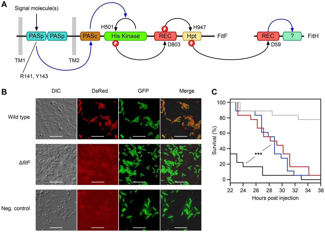 The hybrid sensor kinase FitF is essential for Fit toxin expression.