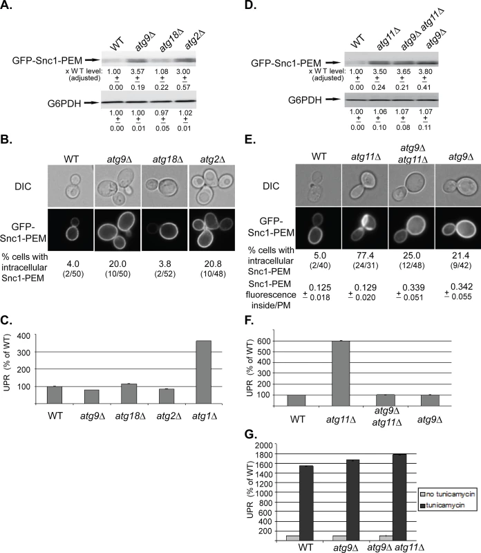 Depletion of Atg9 and Atg2, but not Atg18, result in a macro-ER-phagy phenotype different from that of other core Atgs, and <i>atg9∆</i> is epistatic to <i>atg11∆</i>.