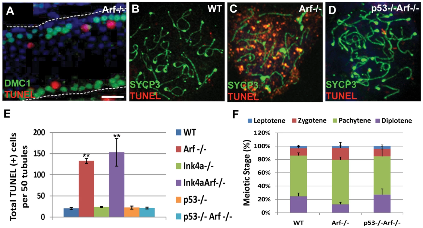 <i>Arf</i> deficiency leads to increased apoptosis of primary spermatocytes.