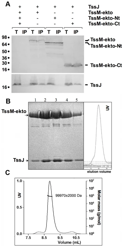 TssJ interacts with the C-terminal domain of TssM.