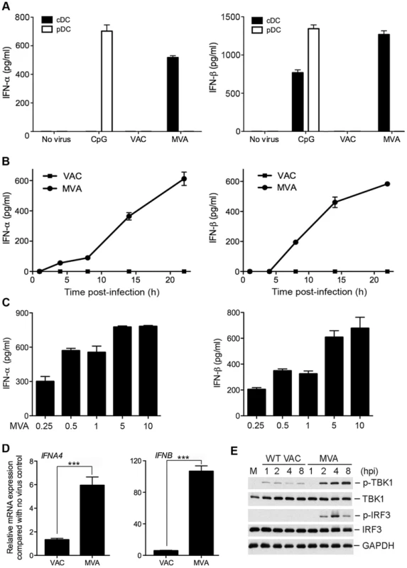 MVA induces type I IFN production in conventional dendritic cells (cDCs).