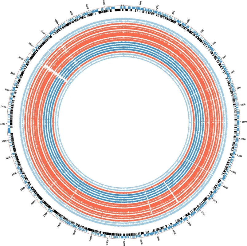 BLAST ring for the graphical representation of deleted genes in the isoniazid-resistant tuberculosis outbreak. Deleted regions are shown as <i>white empty spaces</i> in the alignment. The order is the same as for the phylogenetic tree. Strains 02.292, 03.039, 04.018, 04.211, 04.494, 04.503, and 07.116 (all closely related) are in <i>red</i>. Strains 05.046, 02.113, 03.013, and 03.313 are coloured <i>deep blue</i>, and control strains 05.177, 05.094, and 04.011 are <i>light blue</i> as <i>H37Rv</i>. Strain 04.194 is also shown in <i>red</i>