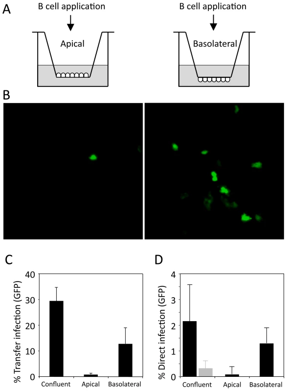 Transfer infection of polarised epithelial cells.
