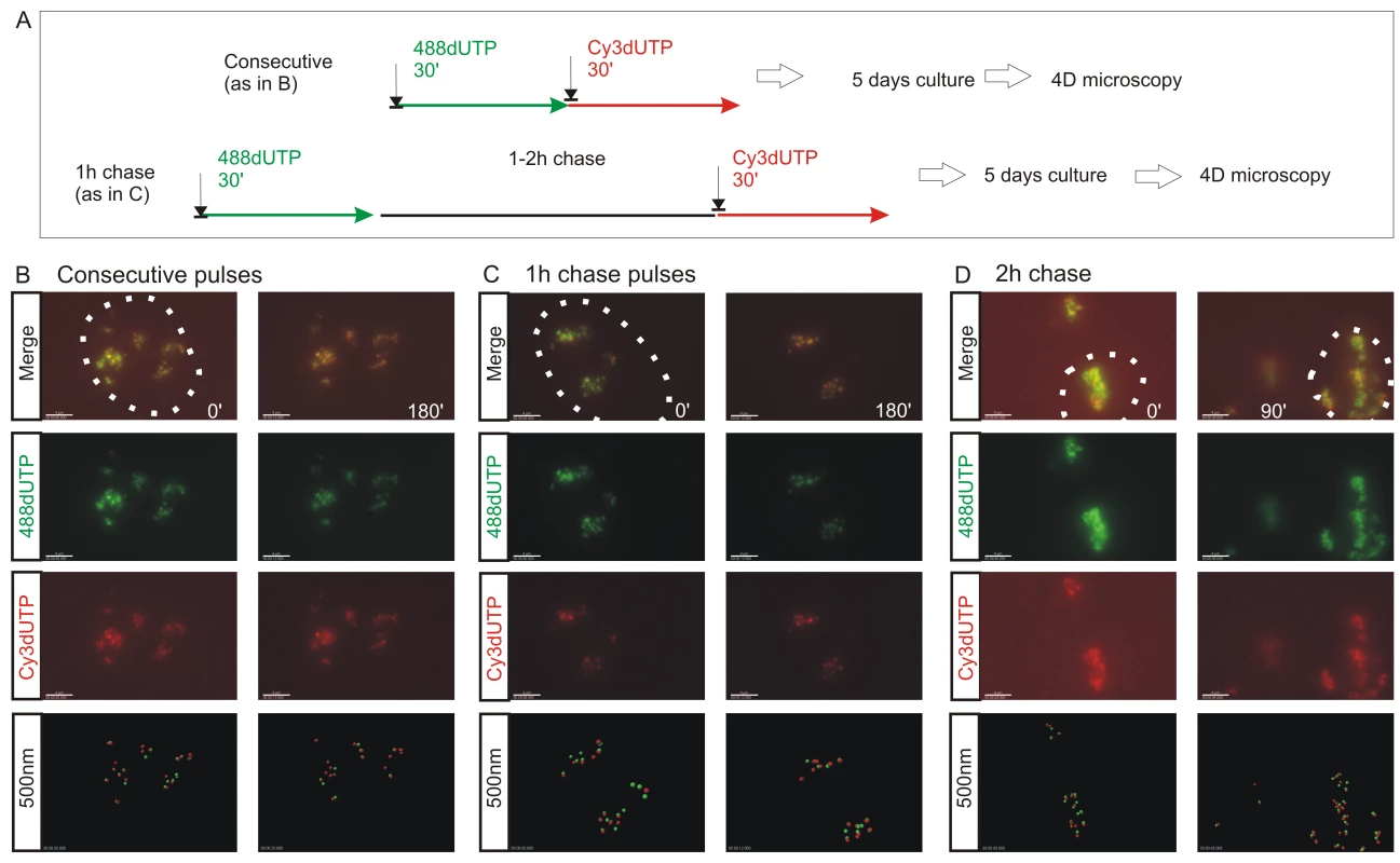 The spatial architecture of DNA foci is maintained in living cells.