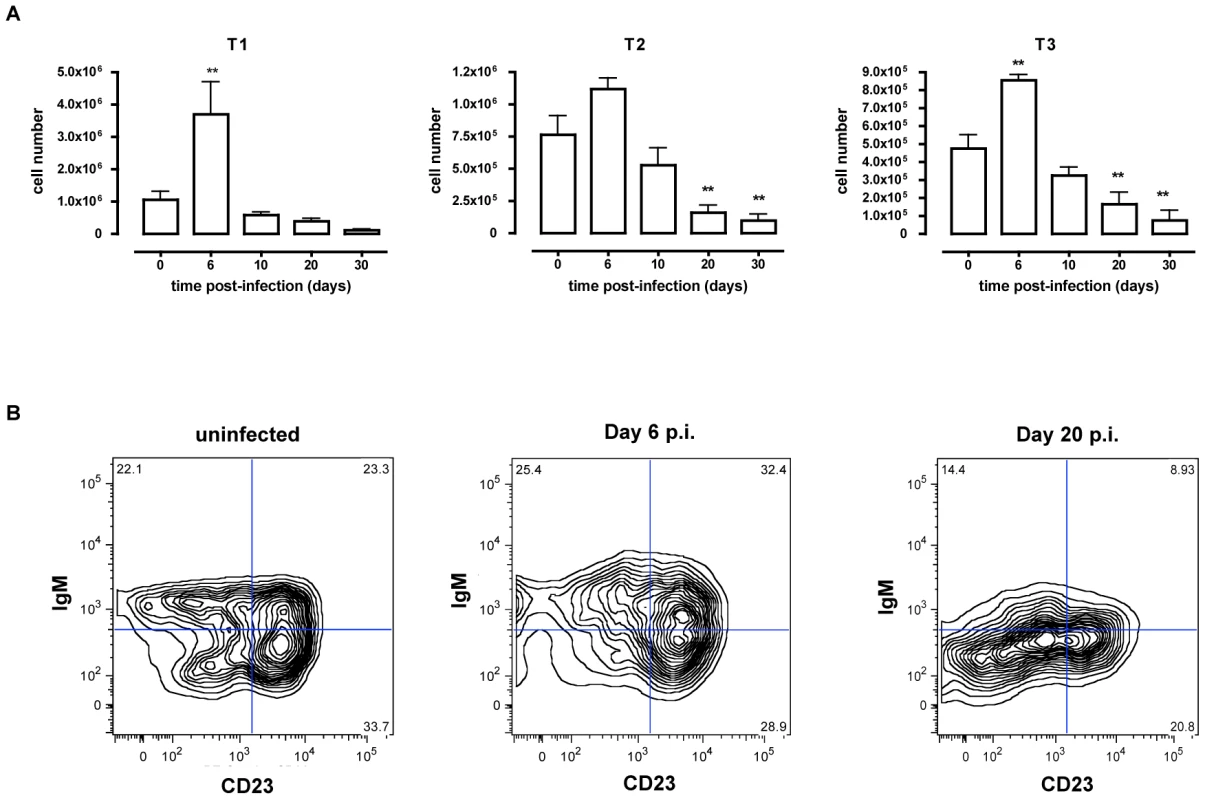 Depletion of transitional B cells in spleen during <i>T. brucei</i> infection.
