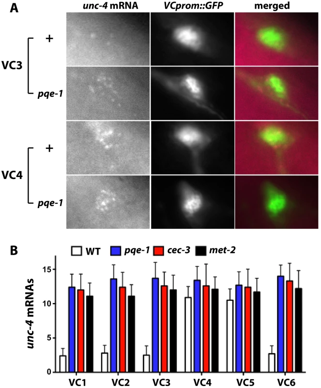 Endogenous <i>unc-4</i> transcripts accumulate in all six VC neurons in <i>pqe-1</i>, <i>cec-3</i>, and <i>met-2</i> mutants.