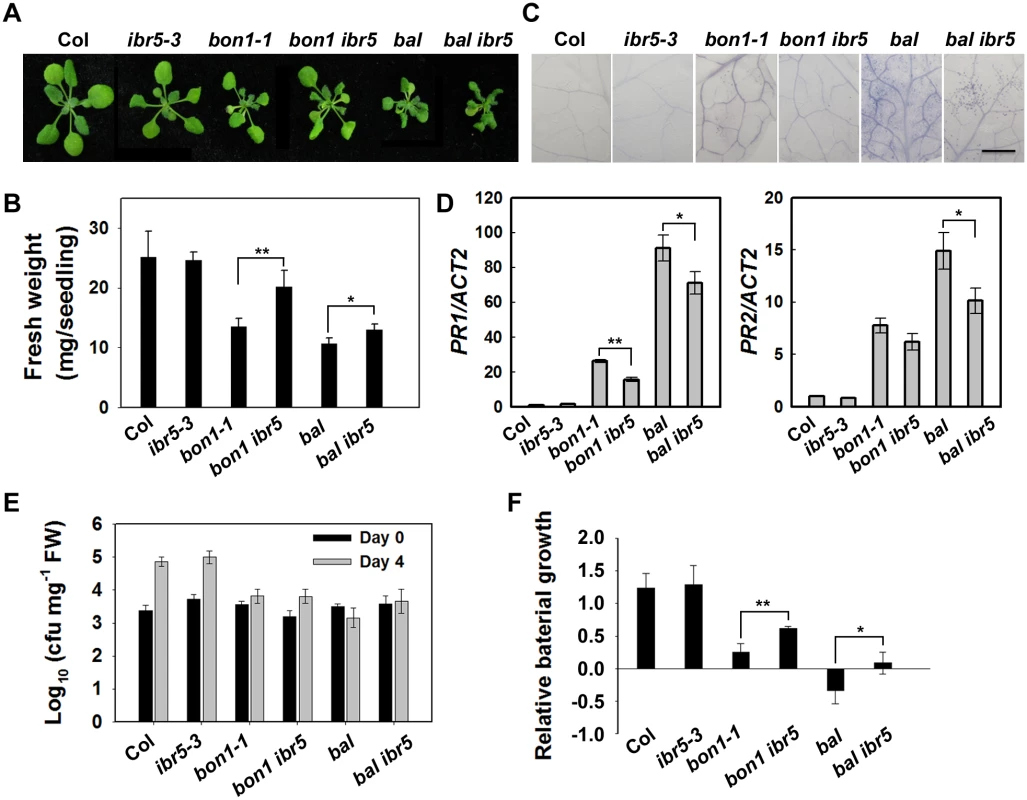 The defense phenotypes of <i>bon1-1 ibr5-3</i> and <i>bal ibr5-3</i>.