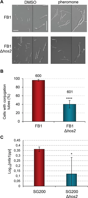 Hos2 is required for conjugation tube formation upon pheromone stimulation.