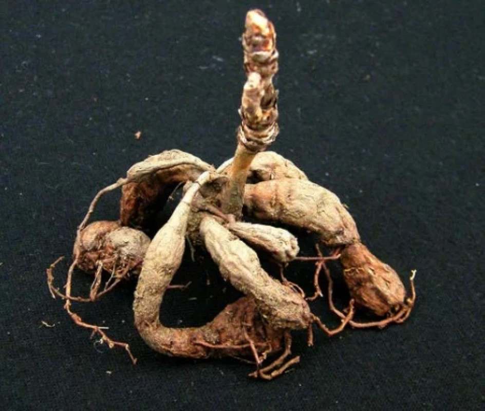 Pelargonium sidoides (kořeny)