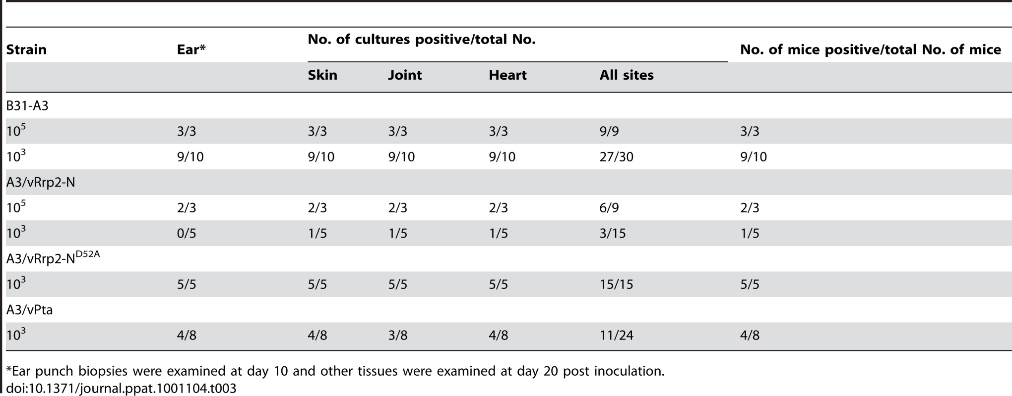Mouse infectivity of <i>Borrelia burgdorferi</i> with overproduction of Rrp2-N or Pta.