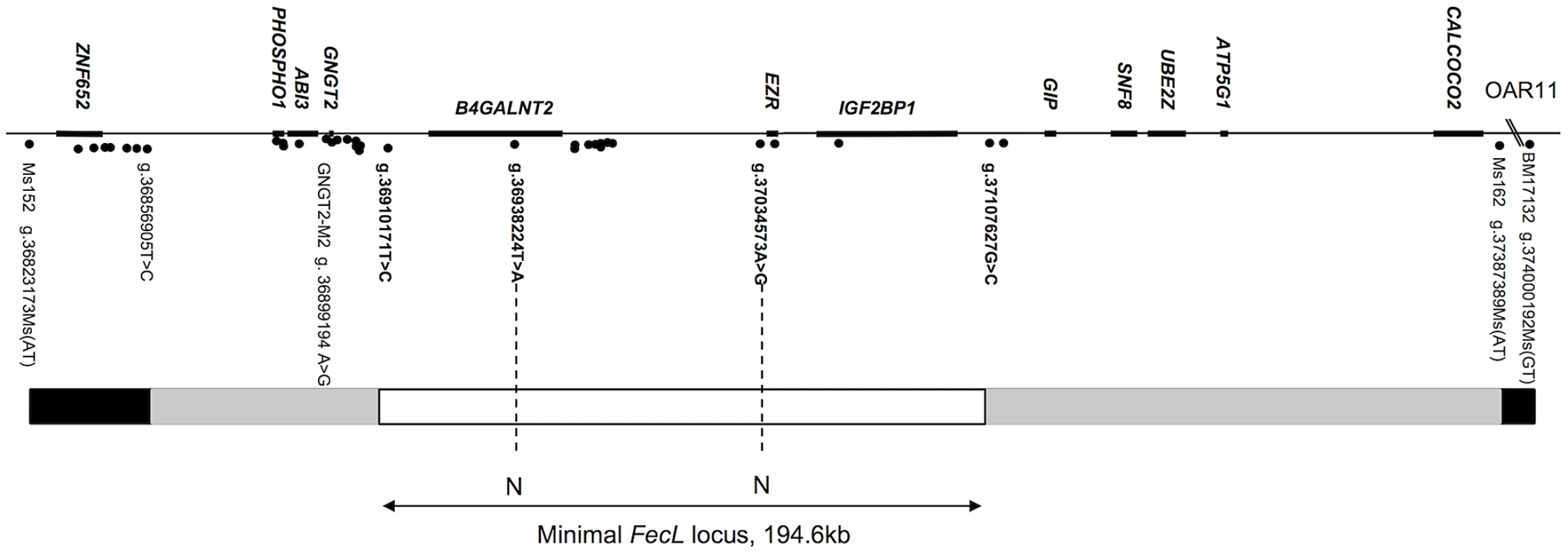 Map of the <i>FecL</i> locus on ovine chromosome 11.