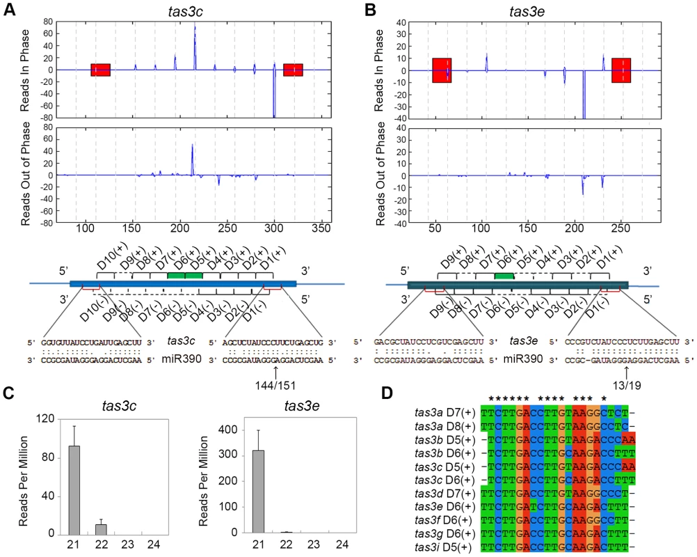 Organization of <i>TAS3</i> loci generating phased 21-nt ta-siRNAs.
