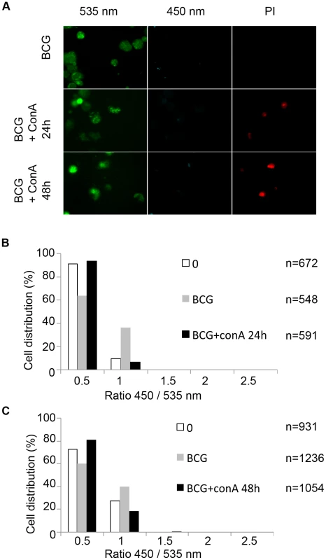 Necrosis induction does not lead to the release of mycobacteria from the phagolysosome to the cytosol.