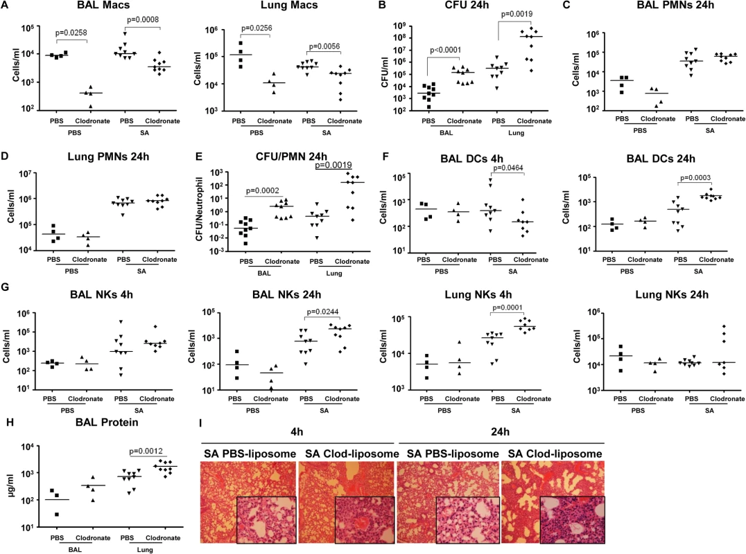 Depletion of pulmonary macrophages contributes to poor outcome.