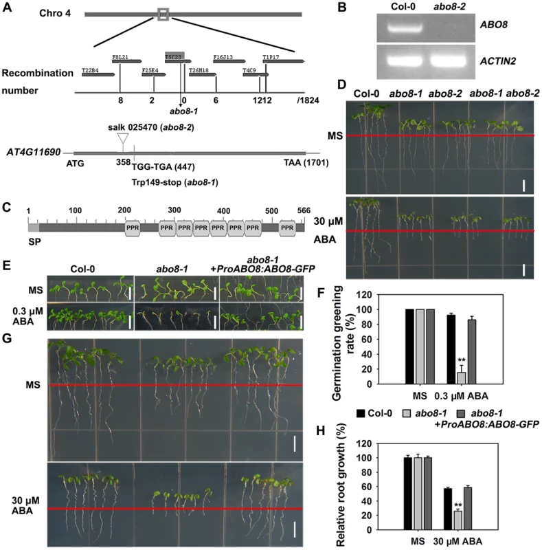 Map-based cloning of <i>ABO8</i>.