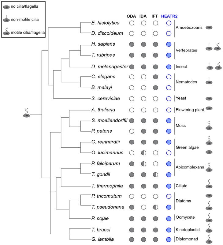 <i>CG31320/HEATR2</i> is conserved in eukaryotes with motile cilia/flagella and its associated axonemal dynein apparatus.