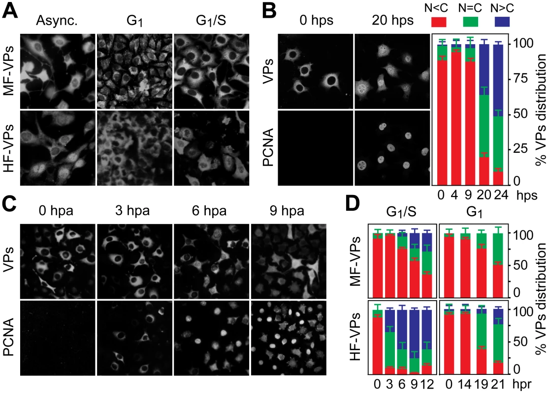 Cell cycle regulation of the nuclear translocation of MVM capsid proteins.