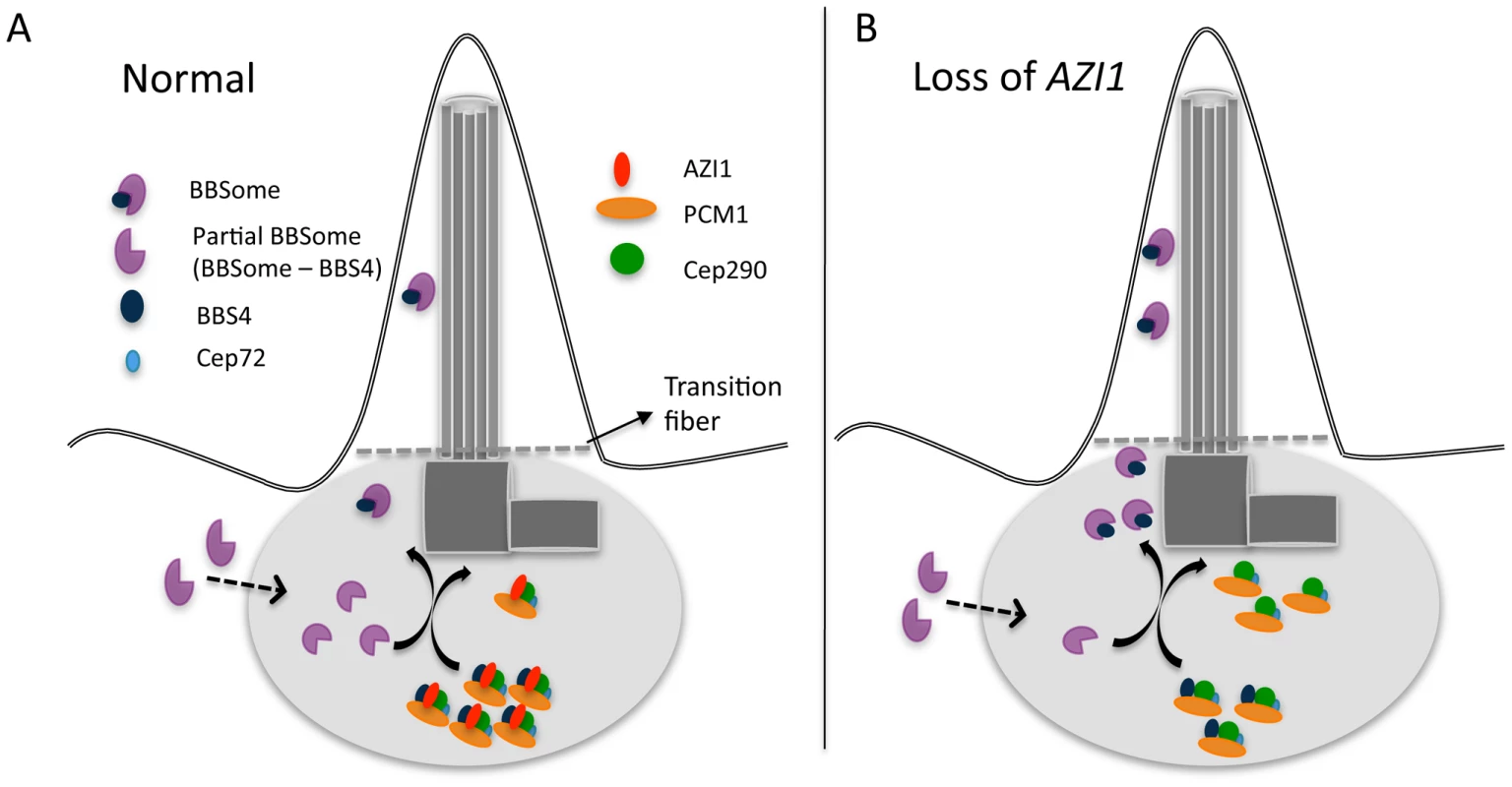 A model showing centrosomal complex of BBS4, BBSome complex formation, and its ciliary localization.