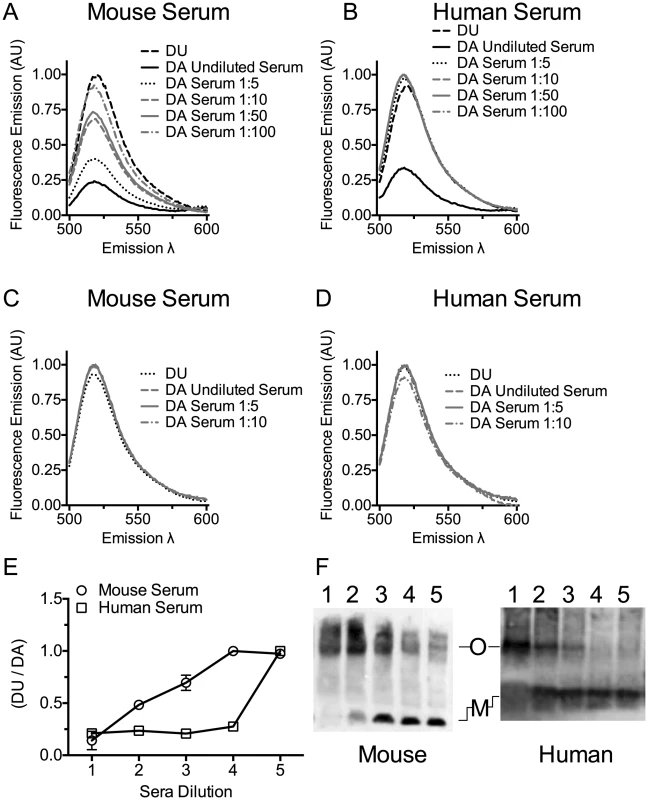 Serum stimulates PLY oligomer formation.