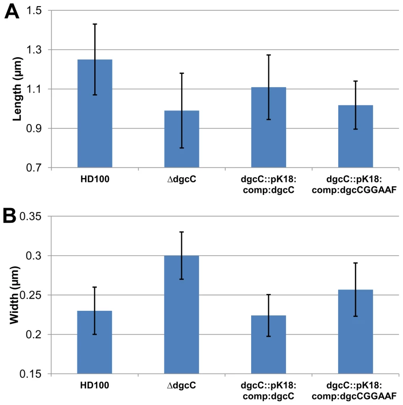 Cell size comparisons of wild-type, Δ<i>dgcC</i>, <i>dgcC</i> wild-type GGEEF-complemented and <i>dgc</i>CGGAAF “complemented” <i>Bdellovibrio</i> strains.