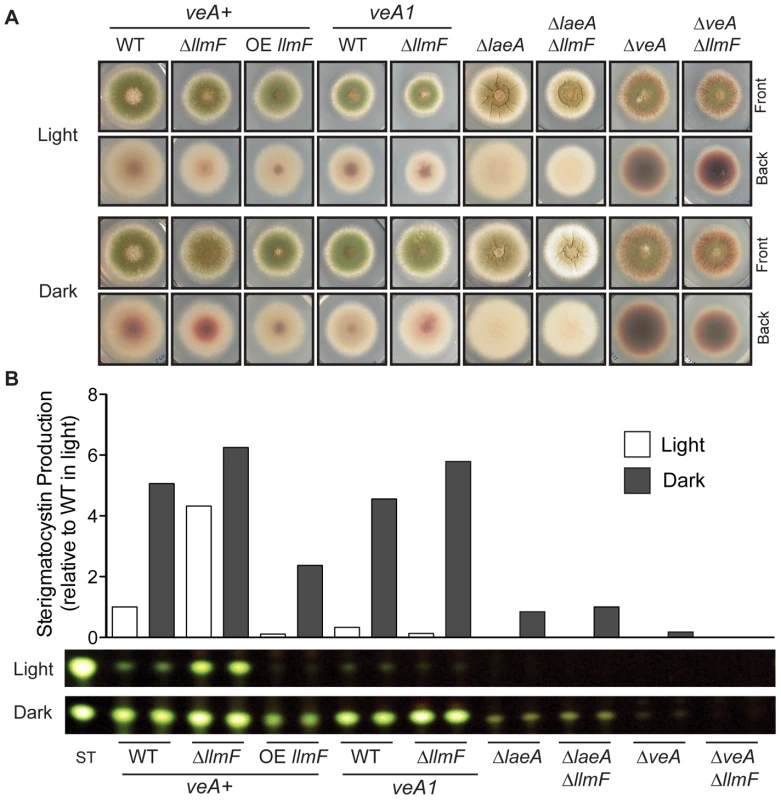 LlmF is a negative regulator of sterigmatocystin production.