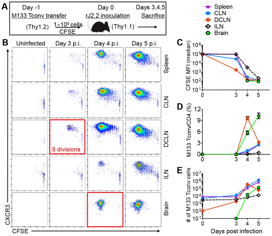 Initial proliferation of M133 Tconv occurs in the DCLN.