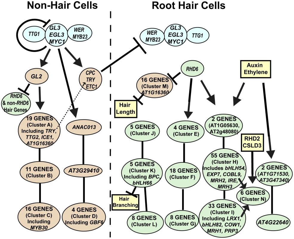 Model of the root epidermal gene network.