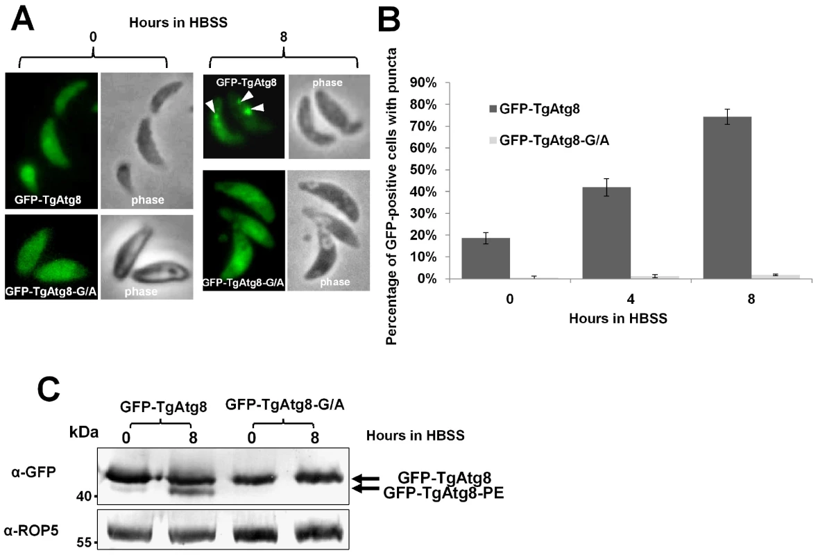 TgAtg8 ends with a C-terminal glycine that is essential for lipidation and conjugation to the autophagosomes.