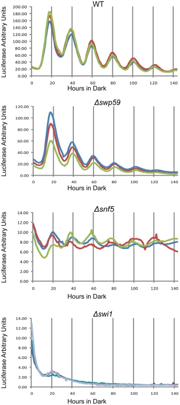 Reduced <i>frq</i> expression and loss of rhythmicity in SWI/SNF subunit knockouts as assayed by a luciferase reporter.