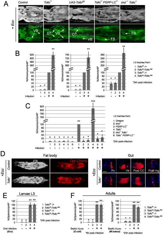 Negative regulation of tracheal immune response by Tollo.