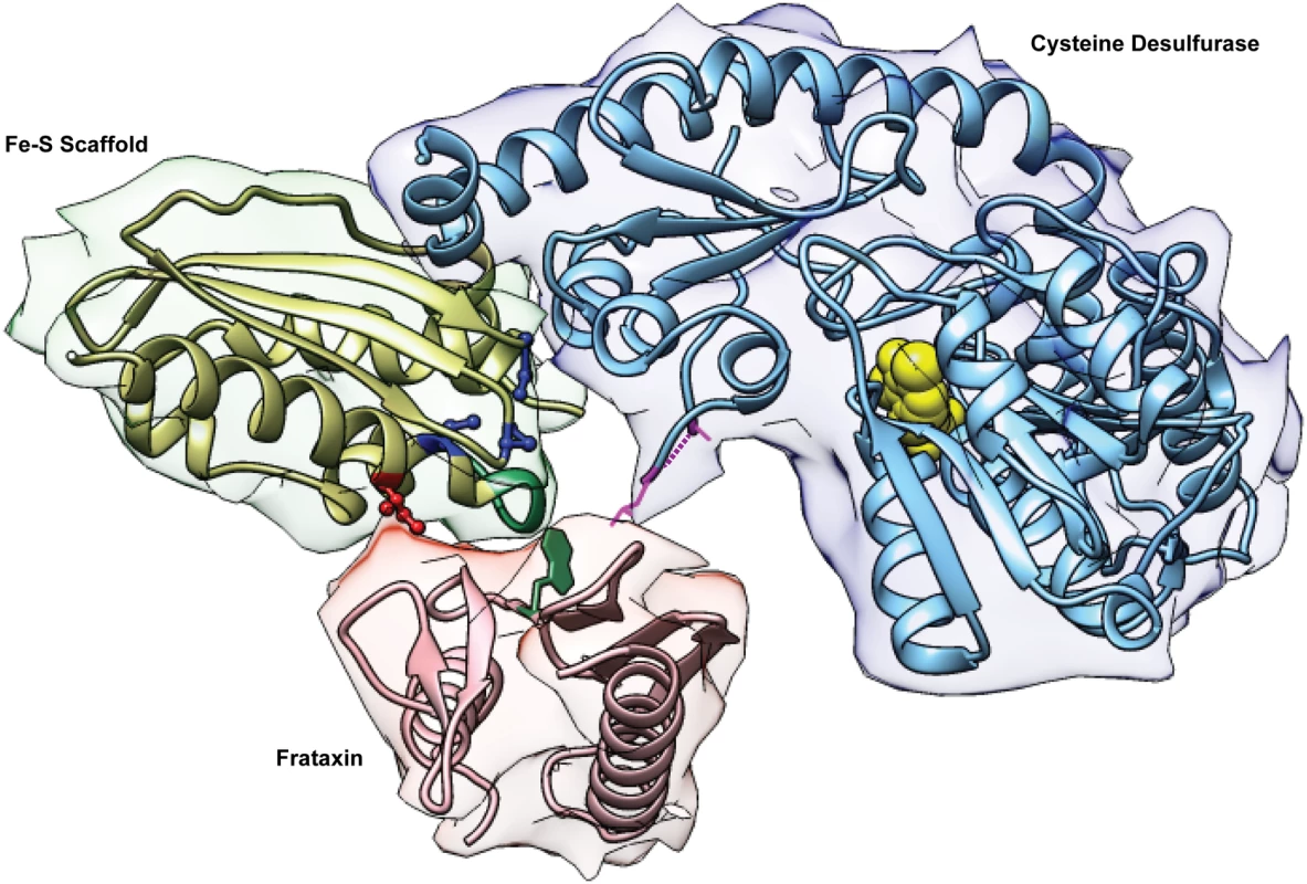 The Fe-S cluster assembly complex of <i>E</i>. <i>coli</i>.