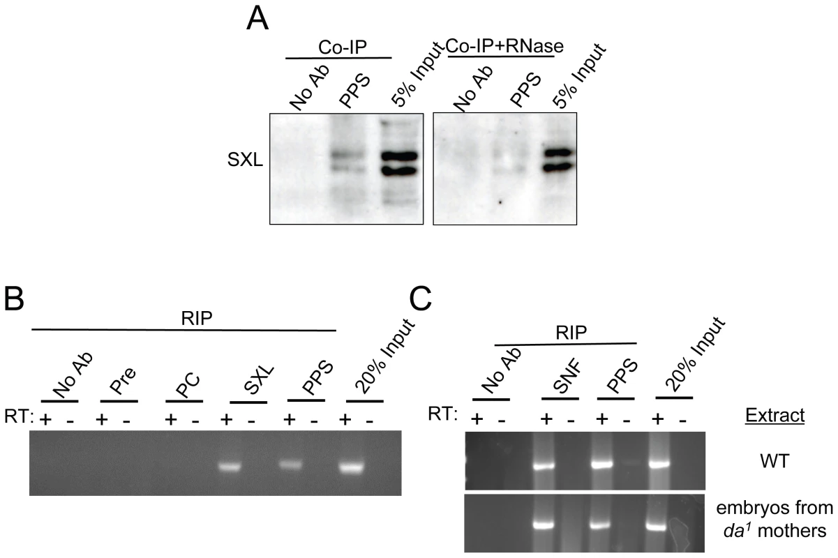 PPS associates with the SXL protein and the <i>Sxl</i> pre–mRNA.
