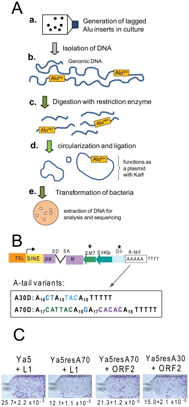 Experimental approach and retrotransposition efficiency of Alu recovery constructs.