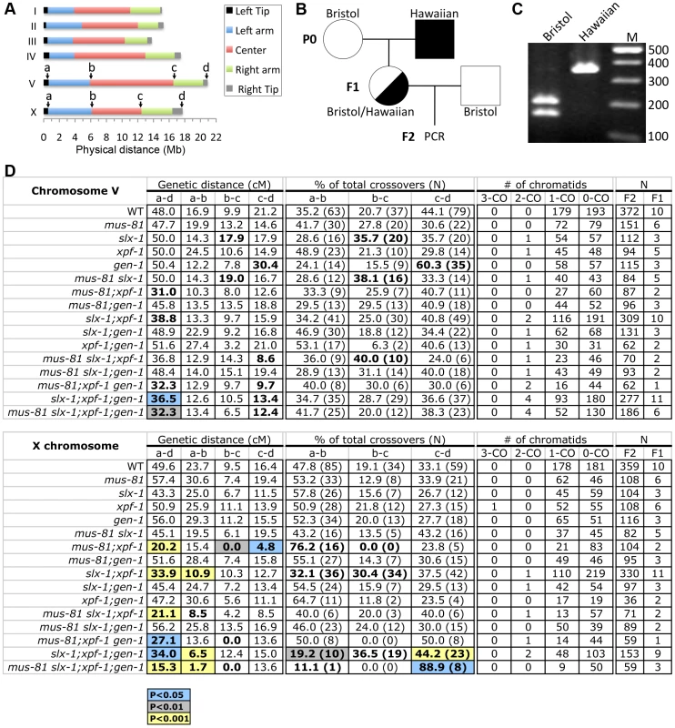Roles for the structure-specific nucleases in regulating crossover frequency and distribution.
